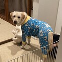 ラブラドール　1歳の大人しい男の子