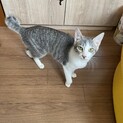 【急募】ザバトラ女の子7ヶ月避妊ワクチン全て終了済
