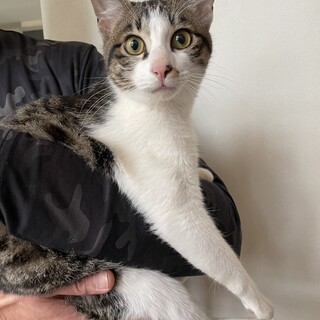 【急募】7ヶ月美形男の子ワクチン接種去勢済全て終了