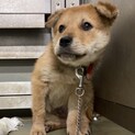 恥ずかしがり屋の、しおうみ君