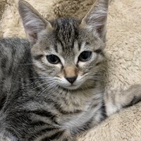 子猫4兄弟