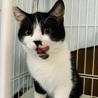 里親決定♡可愛いはちわれコナンくん。