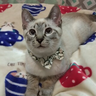 ずっとのおうち決定！シャム系王林くん(*^-^*)