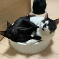 オッドアイふわもここねこ