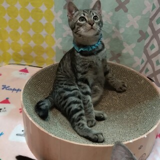 ずっとのおうち決定！すわっこくん(*^^*)