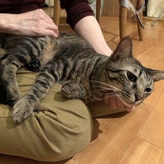 先住猫さんの弟にピッタリ