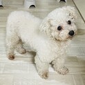 交渉中　　ビジョン性格もバツグン　ビビちゃん
