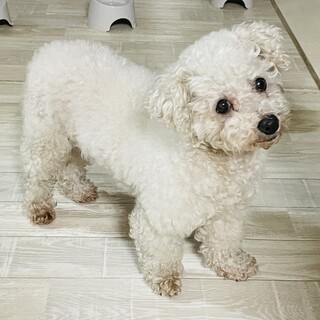 交渉中　　ビジョン性格もバツグン　ビビちゃん