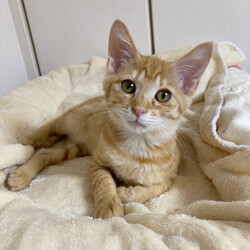 さいたま市　新都心東広場「保護ねこ譲渡会（屋外）」13時～開催 サムネイル2