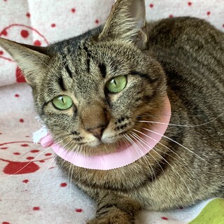 お世話好きな方にピッタリ！大怪我を乗り越えて！