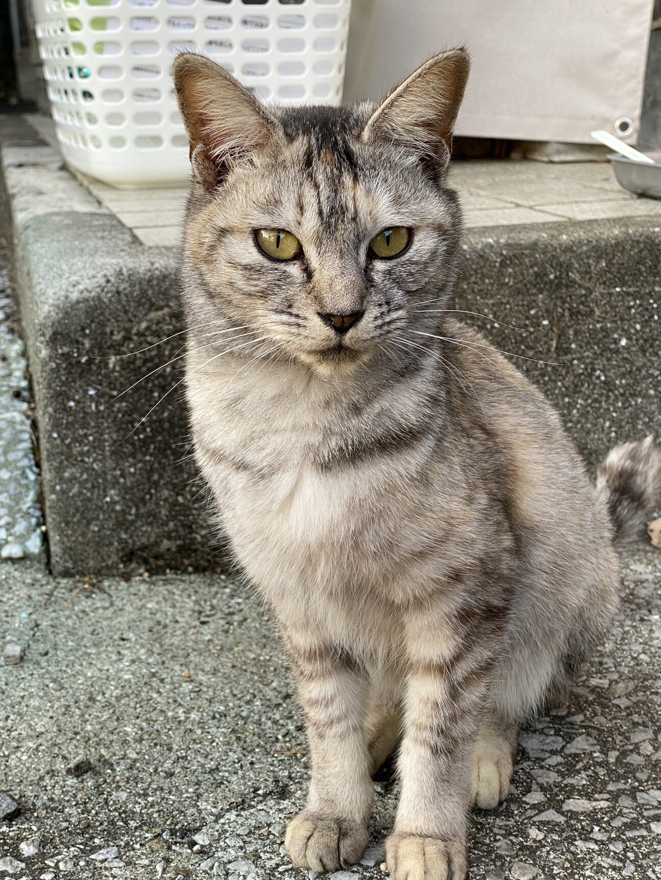アイラインくっきり Gt 大分県 猫の里親募集 ペットのおうち 月間利用者150万人