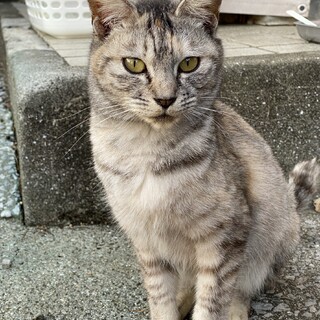 アイラインくっきり>^_^<美人猫パステルサビ女子