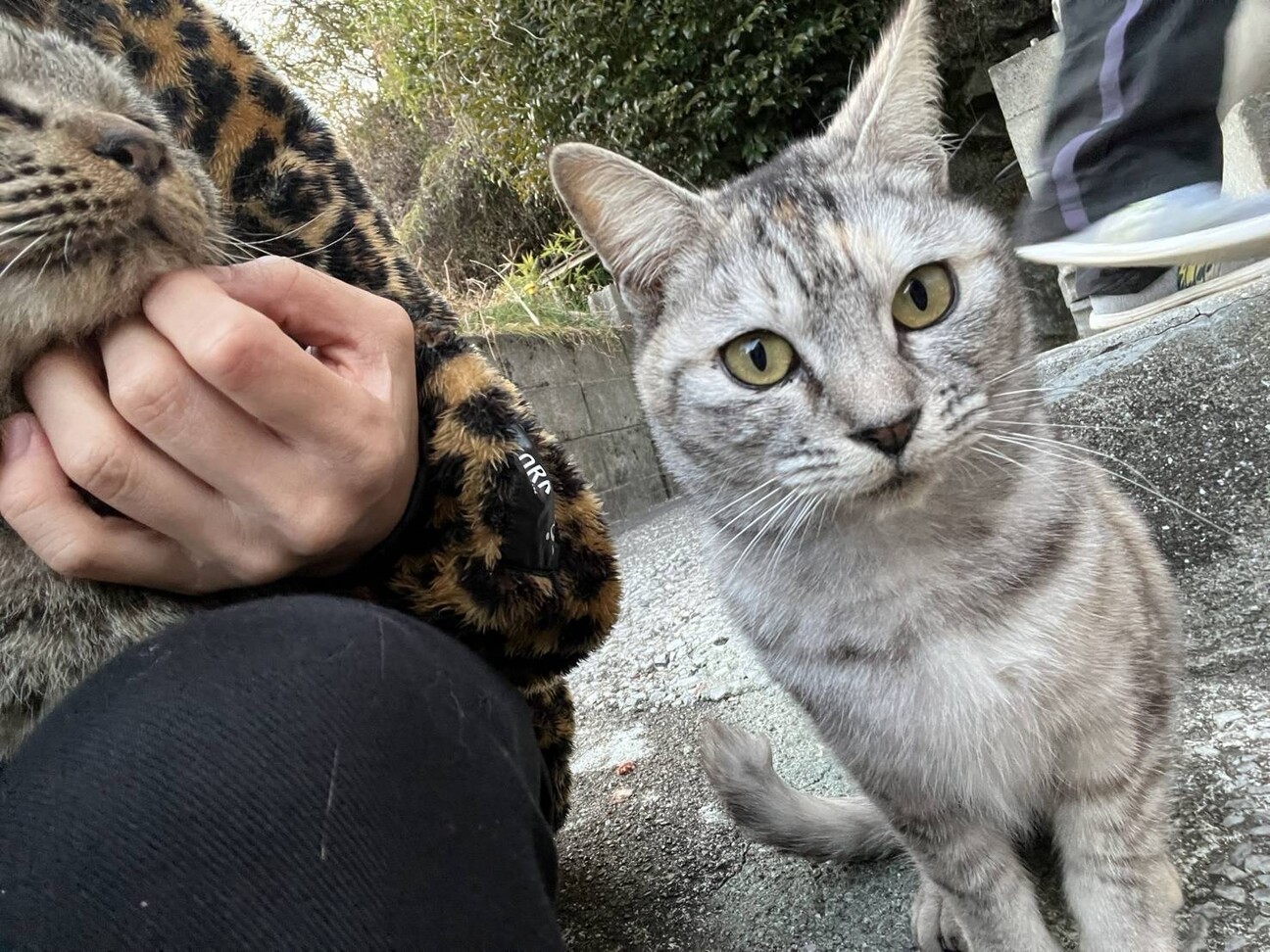 アイラインくっきり Gt 大分県 猫の里親募集 ペットのおうち 月間利用者150万人