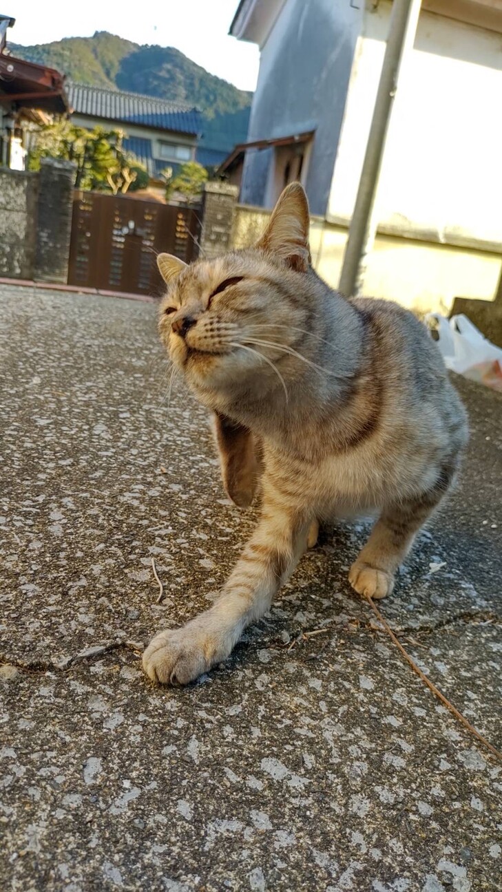 アイラインくっきり Gt 大分県 猫の里親募集 ペットのおうち 月間利用者150万人