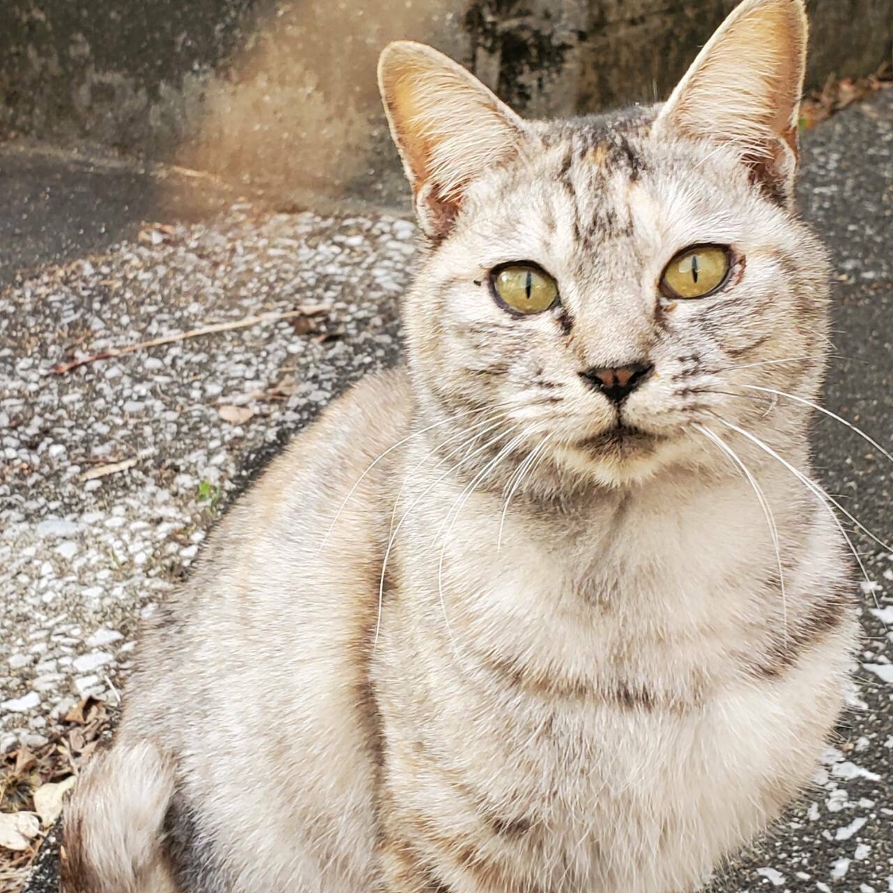 アイラインくっきり Gt 大分県 猫の里親募集 ペットのおうち 月間利用者150万人