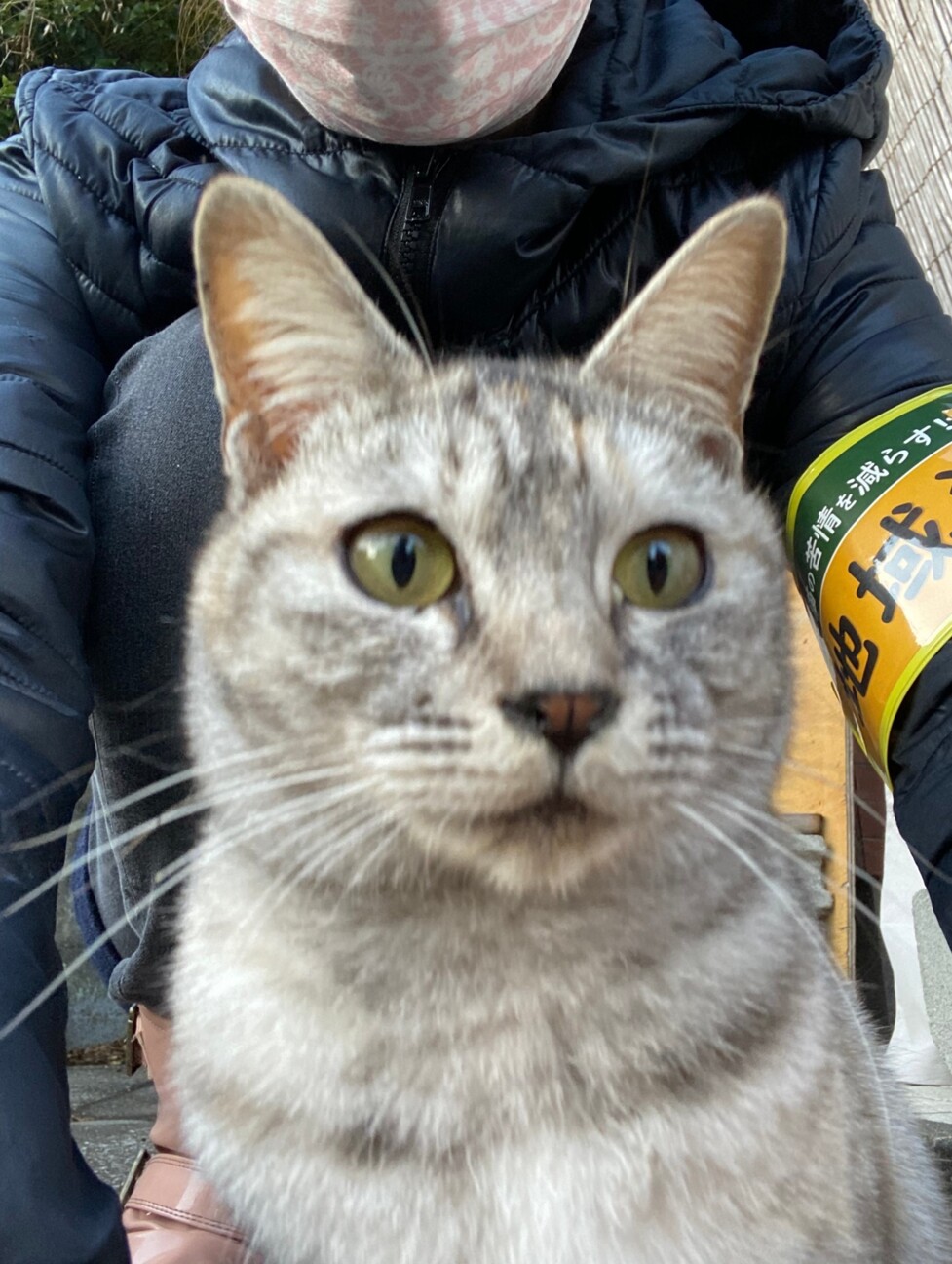 アイラインくっきり Gt 大分県 猫の里親募集 ペットのおうち 月間利用者150万人