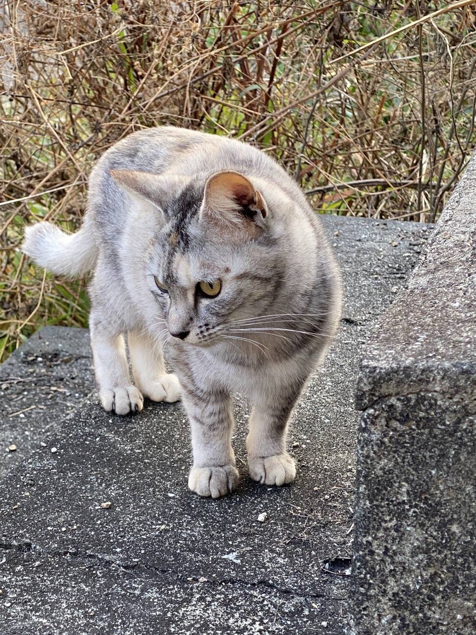 アイラインくっきり Gt 大分県 猫の里親募集 ペットのおうち 月間利用者150万人