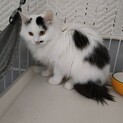 長毛ふわもこ個性派こねこ♀