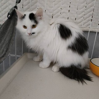 長毛ふわもこ個性派こねこ♀