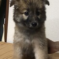 【里親様決定】雅子の幸せが見つかりました♡