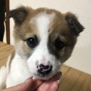 【里親様決定】エルくん♂の幸せが見つかりました♡