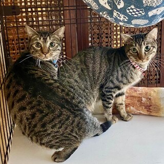 【お見合い随時】もう一度子猫から飼いたい方へ