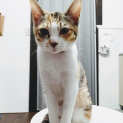 「避妊手術」サムネイル2