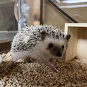 ハリネズミの里親募集