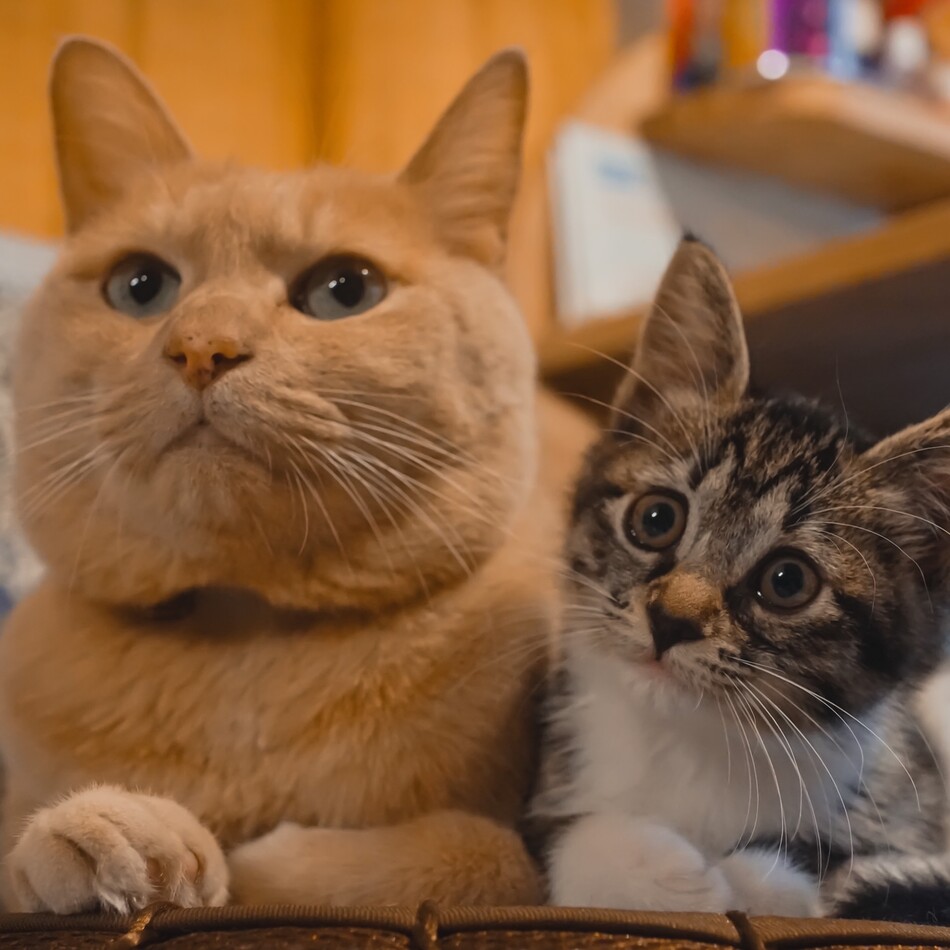 モモのカバー写真