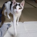 急募