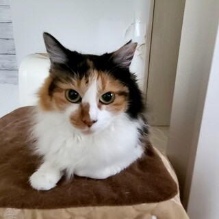 控えめな長毛の三毛猫 」茨城県 - 猫の里親募集(404971) :: ペット