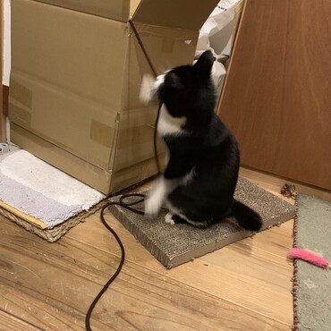 昨日ダンボールのヒモに興奮してましたが、今日は避妊手術で病院お泊まり中