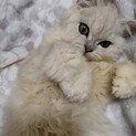 ペルシャチンチラシルバー４ヶ月