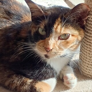 そろそろシニア、ゆったりのんびり暮らしたい三毛さん