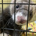 マーシャルフェレット里親募集