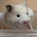 キンクマハムスターの子供が7匹生まれました