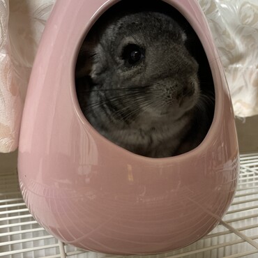 チンチラのモコちゃんです♡