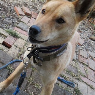 ヤンチャな若犬イケメンになる予定(^^ )