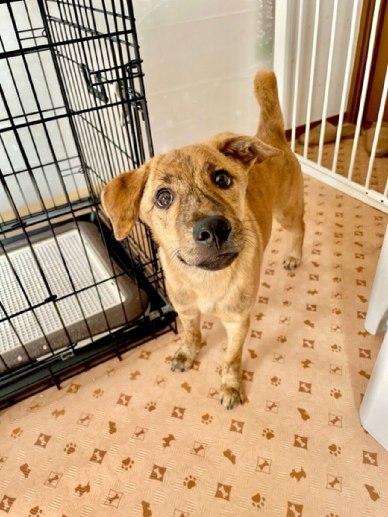 琉球犬Mixの女の子、ジ...」東京都 - 犬の里親募集(400580) :: ペット