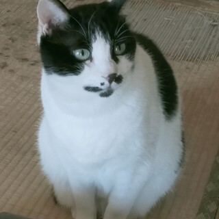 飼い主死亡で緊急里親募集中！(むさし)