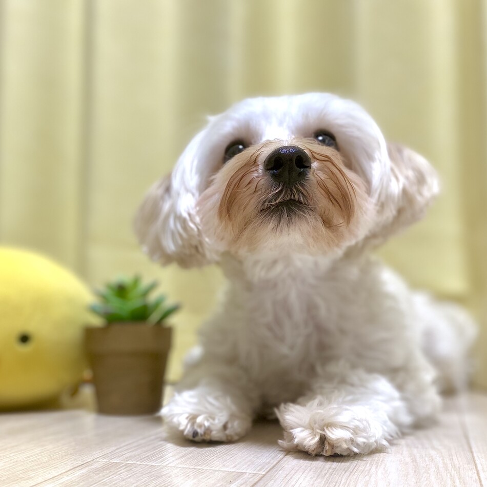 うめぽしのカバー写真
