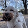 まつぼっくり持ってきたよー