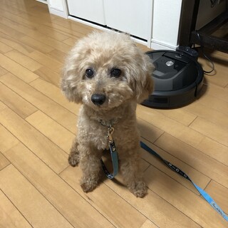 トイプードル　オス11歳