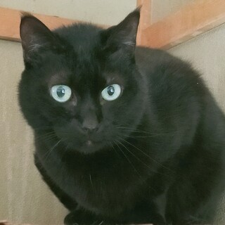 飼い主死亡で緊急里親募集中！(あい)