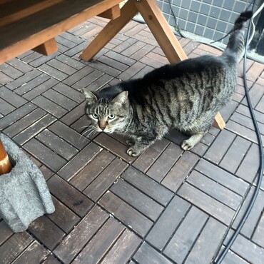 駅前の飲み屋横丁のトラちゃん8歳以上のおばあちゃん