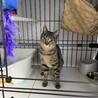 イケニャン風ですがメスです！(笑) サムネイル1