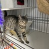 イケニャン風ですがメスです！(笑) サムネイル2
