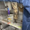 イケニャン風ですがメスです！(笑) サムネイル3