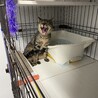 イケニャン風ですがメスです！(笑) サムネイル4