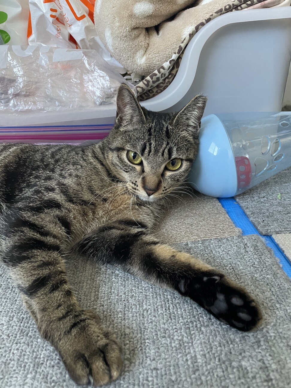イケニャン風ですがメスです！(笑) サムネイル5
